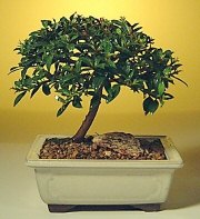  T�rkiye �i�ek g�nderme sitemiz g�venlidir  ithal bonsai saksi �i�egi  T�rkiye �i�ek sipari�i sitesi 