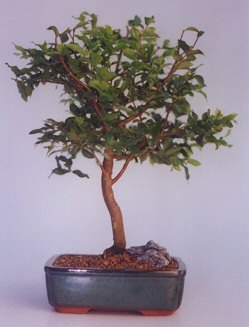  T�rkiye �i�ek g�nderme sitemiz g�venlidir  ithal bonsai saksi �i�egi  T�rkiye �i�ek sipari�i vermek 