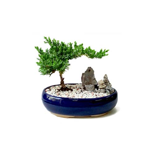 ithal bonsai saksi iegi  Trkiye yurtii ve yurtd iek siparii 