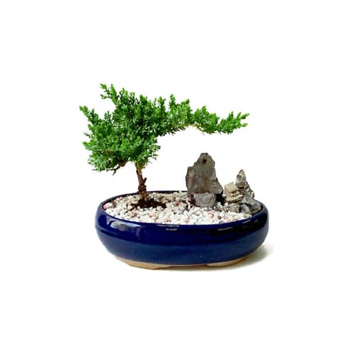 ithal bonsai saksi �i�egi  T�rkiye yurti�i ve yurtd��� �i�ek sipari�i 