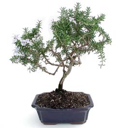 ithal bonsai saksi iegi  Trkiye online ieki , iek siparii 