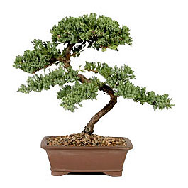 ithal bonsai saksi �i�egi  T�rkiye kaliteli taze ve ucuz �i�ekler 