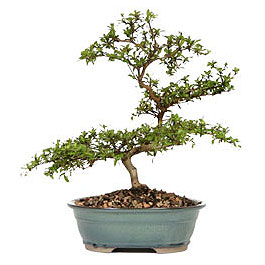  T�rkiye �i�ek ma�azas� , �i�ek�i adresleri  ithal bonsai saksi �i�egi  T�rkiye kaliteli taze ve ucuz �i�ekler 