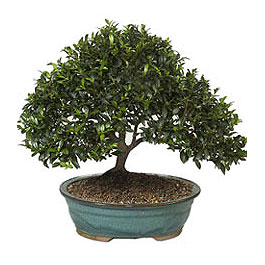  Trkiye iek gnderme sitemiz gvenlidir  ithal bonsai saksi iegi  Trkiye kaliteli taze ve ucuz iekler 