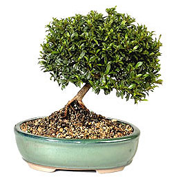  Trkiye internetten iek sat  ithal bonsai saksi iegi  Trkiye online iek gnderme sipari 
