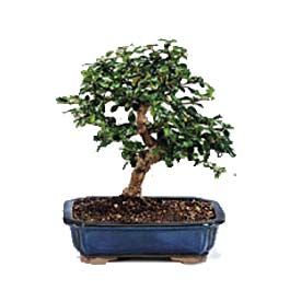  T�rkiye �i�ek�iler  ithal bonsai saksi �i�egi  T�rkiye internetten �i�ek sipari�i 
