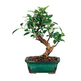  T�rkiye �i�ek�i telefonlar�  ithal bonsai saksi �i�egi  T�rkiye cicek , cicekci 