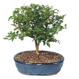  T�rkiye �i�ek g�nderme  ithal bonsai saksi �i�egi  T�rkiye �i�ek online �i�ek sipari�i 