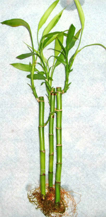 Lucky Bamboo 3 adet vazo hediye edilir   Trkiye iek siparii sitesi 