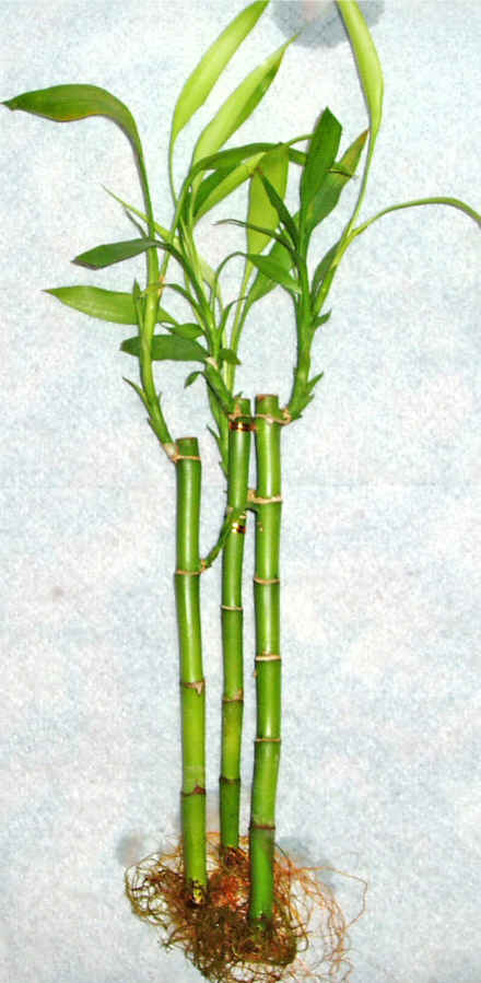 Lucky Bamboo 3 adet vazo hediye edilir   T�rkiye �i�ek sipari�i sitesi 
