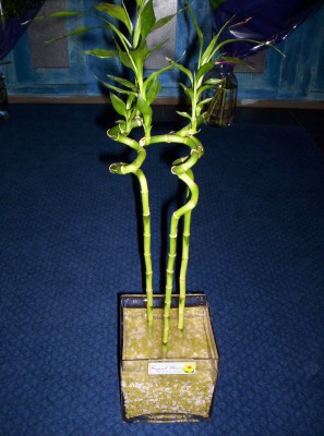 Lucky Bamboo 3 adet saksi �i�egi  T�rkiye internetten �i�ek sat��� 