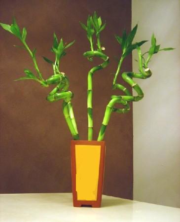 Lucky Bamboo 5 adet vazo i�erisinde  T�rkiye �i�ek sat��� 
