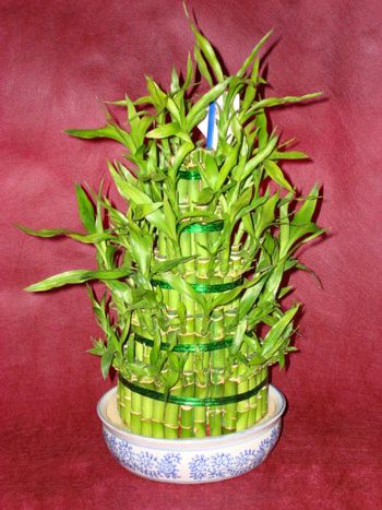Lucky Bamboo sans melegi �i�egi  T�rkiye �i�ek�i telefonlar� 