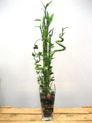 Lucky Bamboo sans melegi �i�egi  T�rkiye �i�ek sipari�i sitesi 