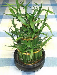Lucky Bamboo sans melegi �i�egi  T�rkiye �i�ek , �i�ek�i , �i�ek�ilik 