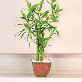 Lucky Bamboo sans melegi �i�egi  T�rkiye cicek , cicekci 