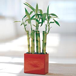 Lucky Bamboo sans melegi �i�egi  T�rkiye hediye sevgilime hediye �i�ek 