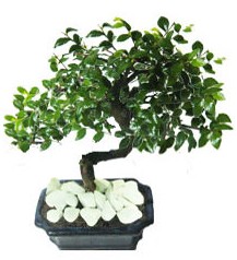 9 yasinda Bonsai agaci  T�rkiye hediye sevgilime hediye �i�ek 