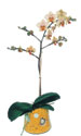  T�rkiye �i�ek�i ma�azas�  Phalaenopsis Orkide ithal kalite