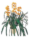  T�rkiye �i�ek , �i�ek�i , �i�ek�ilik  Orchiede ithal b�y�k boy saksi