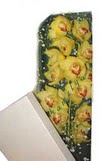  T�rkiye yurti�i ve yurtd��� �i�ek sipari�i  Kutu i�erisine dal cymbidium orkide