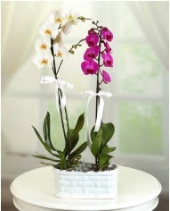 1 dal beyaz 1 dal mor yerli orkide saksda  Trkiye cicekciler , cicek siparisi 