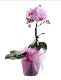 1 dal pembe orkide saks� �i�e�i  T�rkiye 14 �ubat sevgililer g�n� �i�ek 