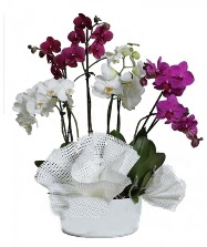 4 dal mor orkide 2 dal beyaz orkide  Trkiye iek siparii vermek 