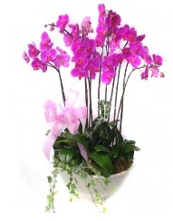 9 dal orkide saks iei  Trkiye anneler gn iek yolla 