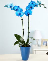 Esiz bir hediye 2 dall mavi orkide  Trkiye internetten iek sat 