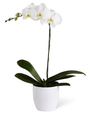1 dall beyaz orkide  Trkiye internetten iek siparii 
