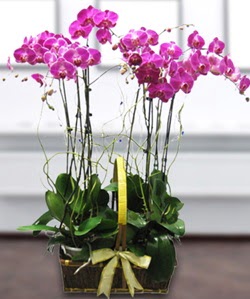 4 dall� mor orkide  T�rkiye anneler g�n� �i�ek yolla 