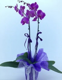 2 dall mor orkide  Trkiye 14 ubat sevgililer gn iek 