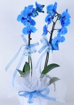 2 dall mavi orkide  Trkiye iek sat 