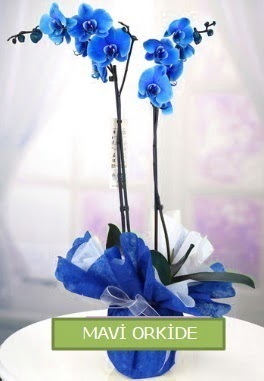 2 dall mavi orkide  Trkiye iek , ieki , iekilik 