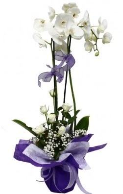 2 dall beyaz orkide 5 adet beyaz gl  Trkiye iek gnderme 