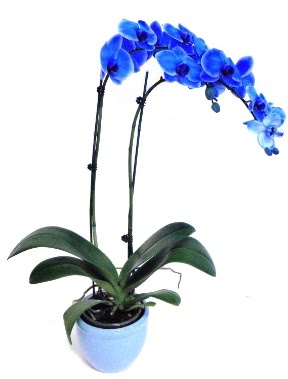 Seramikli 2 dall sper esiz mavi orkide  Trkiye cicekciler , cicek siparisi 