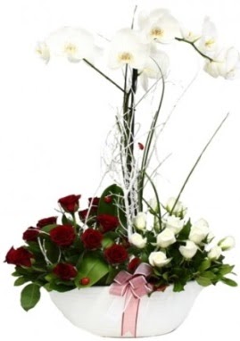 Tek dal beyaz orkide 8 beyaz 8 k�rm�z� g�l  T�rkiye �i�ek yolla , �i�ek g�nder , �i�ek�i  