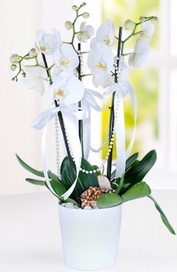 3 dall beyaz orkide  Trkiye gvenli kaliteli hzl iek  