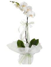 1 dal beyaz orkide iei  Trkiye hediye iek yolla 