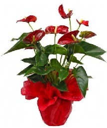Antorium saks� �i�e�i  T�rkiye �i�ek g�nderme 