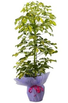 Schefflera Tekli �� mnekan saks� �i�e�i  T�rkiye �i�ek g�nderme 