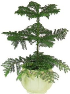 Araucaria Heterophylla i� mekan saks�  T�rkiye uluslararas� �i�ek g�nderme 