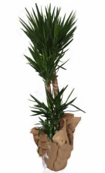 3 l� Yucca i� mekan saks� �i�e�i  T�rkiye �i�ek sipari�i vermek 