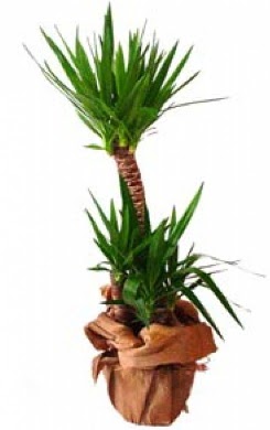 2 li yucca saks� �i�e�i  T�rkiye uluslararas� �i�ek g�nderme 