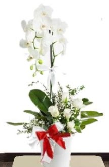 Tek dall� beyaz orkide 5 beyaz g�l  T�rkiye �i�ek�i telefonlar� 
