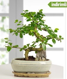 S �eklinde ithal ger�ek bonsai japon a�ac�  T�rkiye �i�ek sat��� 