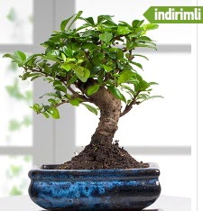 Bonsai japon a�ac�  T�rkiye �i�ek yolla , �i�ek g�nder , �i�ek�i  