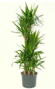 7 li yucca saks� bitkisi  T�rkiye cicekciler , cicek siparisi 