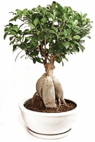 Bonsai japon a�ac� yaprak d�kmeyen  T�rkiye g�venli kaliteli h�zl� �i�ek 
